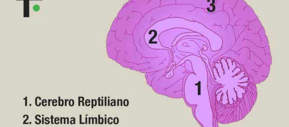 cerebro triurno